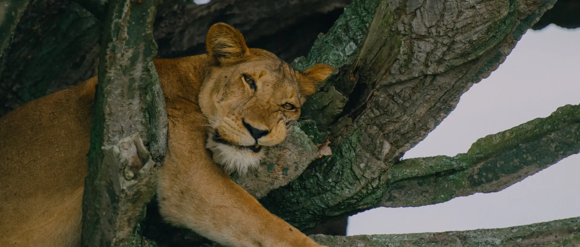A Safari in Ishasha: Discovering the Hidden Gem of Uganda’s Wilderness