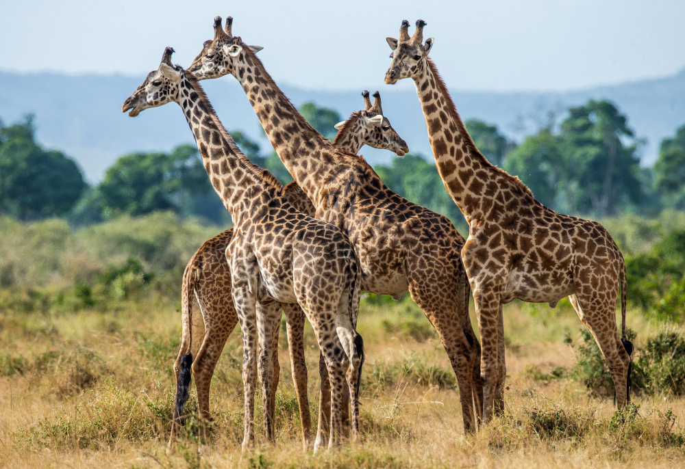 Rwanda